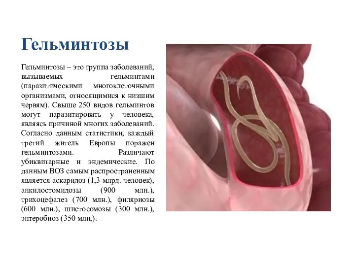 Гельминтозы Гельминтозы – это группа заболеваний, вызываемых гельминтами (паразитическими многоклеточными организмами,