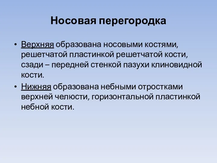 Носовая перегородка Верхняя образована носовыми костями, решетчатой пластинкой решетчатой кости, сзади