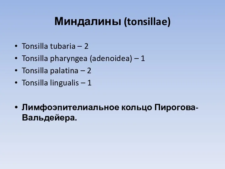 Миндалины (tonsillae) Tonsilla tubaria – 2 Tonsilla pharyngea (adenoidea) – 1