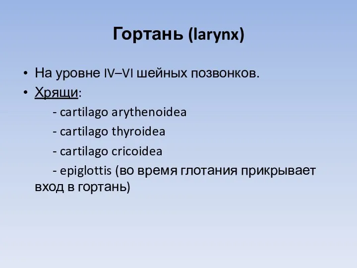 Гортань (larynx) На уровне IV–VI шейных позвонков. Хрящи: - cartilago arythenoidea