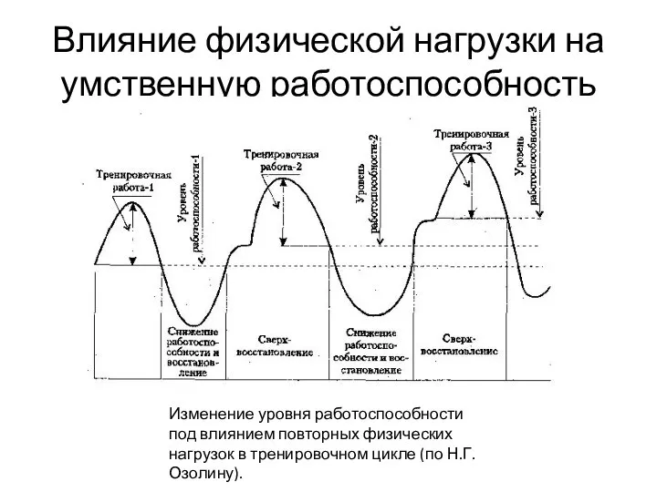 Влияние физической нагрузки на умственную работоспособность Изменение уровня работоспособности под влиянием