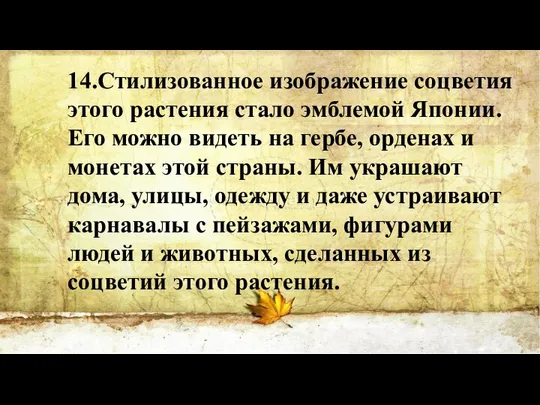 14.Стилизованное изображение соцветия этого растения стало эмблемой Японии. Его можно видеть