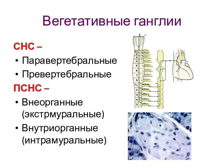 Вегетативные ганглии СНС – Паравертебральные Превертебральные ПСНС – Внеорганные (экстрмуральные) Внутриорганные (интрамуральные)