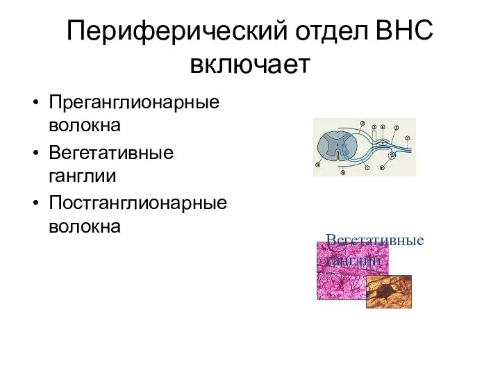 Периферический отдел ВНС включает Преганглионарные волокна Вегетативные ганглии Постганглионарные волокна Вегетативные ганглии