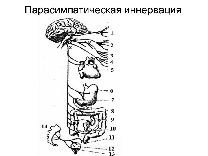 Парасимпатическая иннервация