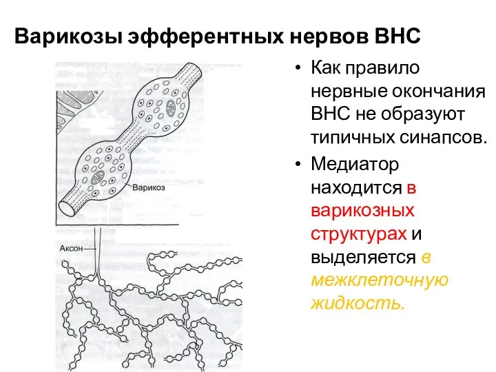 Варикозы эфферентных нервов ВНС Как правило нервные окончания ВНС не образуют