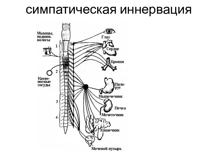 симпатическая иннервация