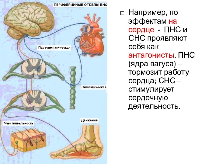 Например, по эффектам на сердце - ПНС и СНС проявляют себя