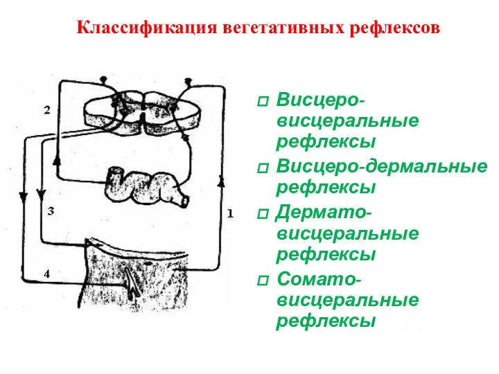 Классификация вегетативных рефлексов Висцеро-висцеральные рефлексы Висцеро-дермальные рефлексы Дермато-висцеральные рефлексы Сомато-висцеральные рефлексы