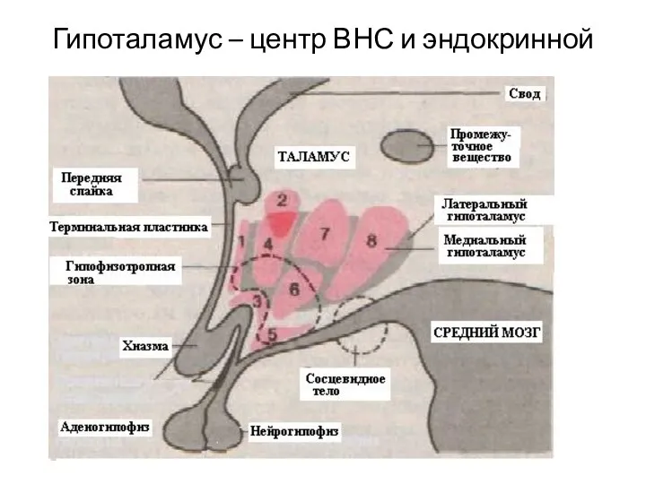 Гипоталамус – центр ВНС и эндокринной