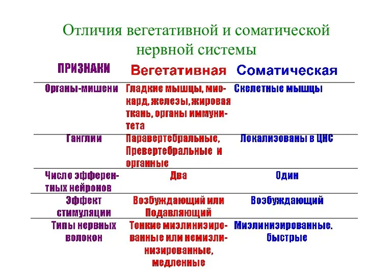 Отличия вегетативной и соматической нервной системы