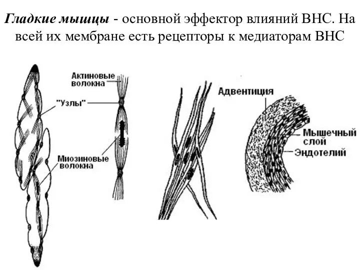 Гладкие мышцы - основной эффектор влияний ВНС. На всей их мембране есть рецепторы к медиаторам ВНС