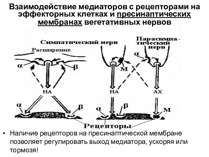 Взаимодействие медиаторов с рецепторами на эффекторных клетках и пресинаптических мембранах вегетативных