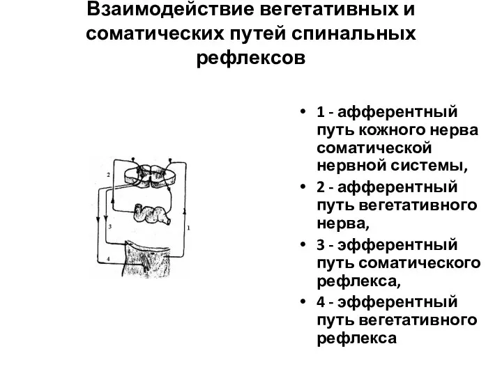 Взаимодействие вегетативных и соматических путей спинальных рефлексов 1 - афферентный путь