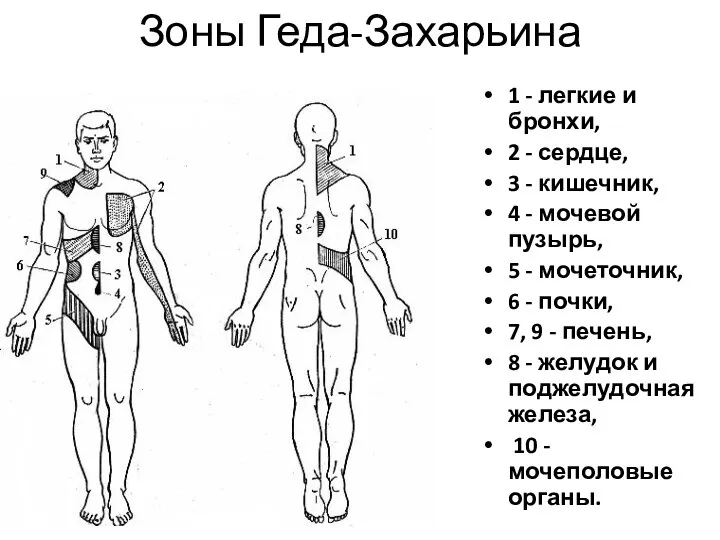 Зоны Геда-Захарьина 1 - легкие и бронхи, 2 - сердце, 3