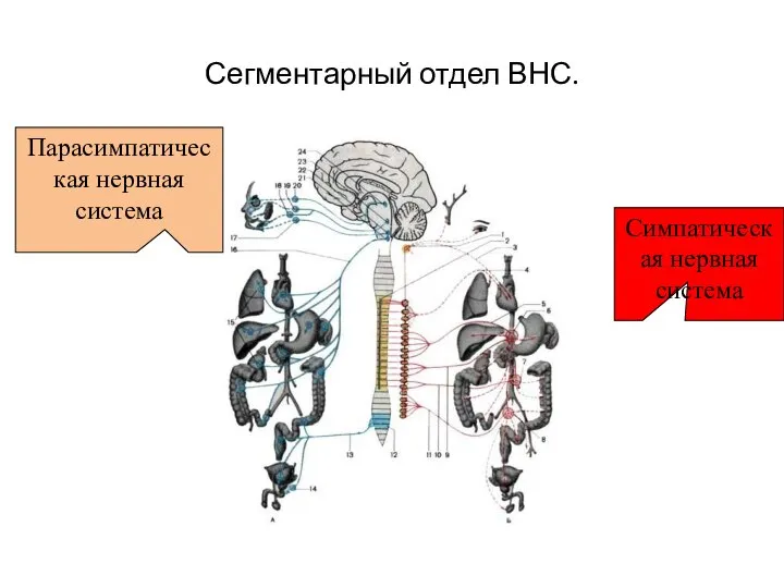 Сегментарный отдел ВНС. Симпатическая нервная система Парасимпатическая нервная система