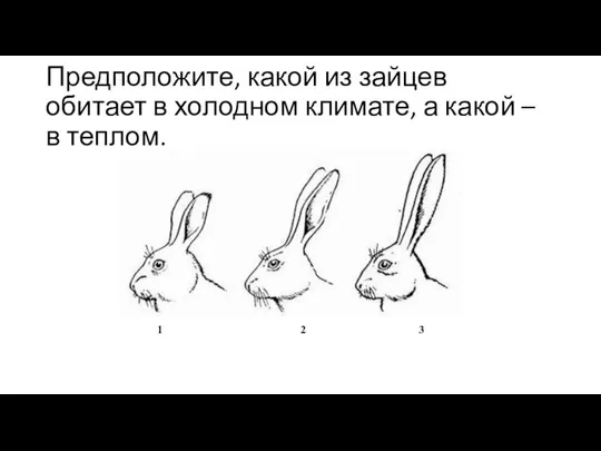 Предположите, какой из зайцев обитает в холодном климате, а какой – в теплом. 1 2 3