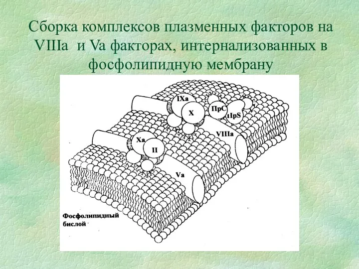 Сборка комплексов плазменных факторов на VIIIa и Va факторах, интернализованных в фосфолипидную мембрану