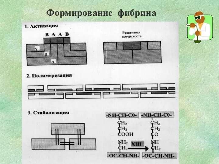 Формирование фибрина