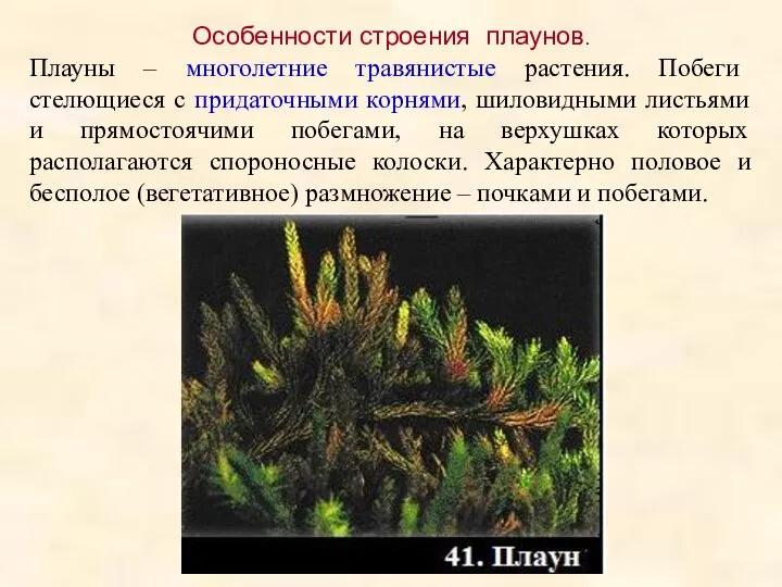 Особенности строения плаунов. Плауны – многолетние травянистые растения. Побеги стелющиеся с