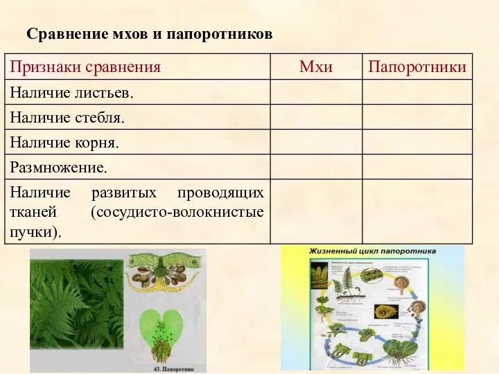 Сравнение мхов и папоротников