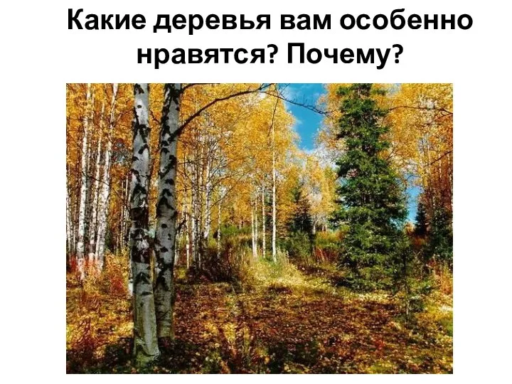 Какие деревья вам особенно нравятся? Почему?