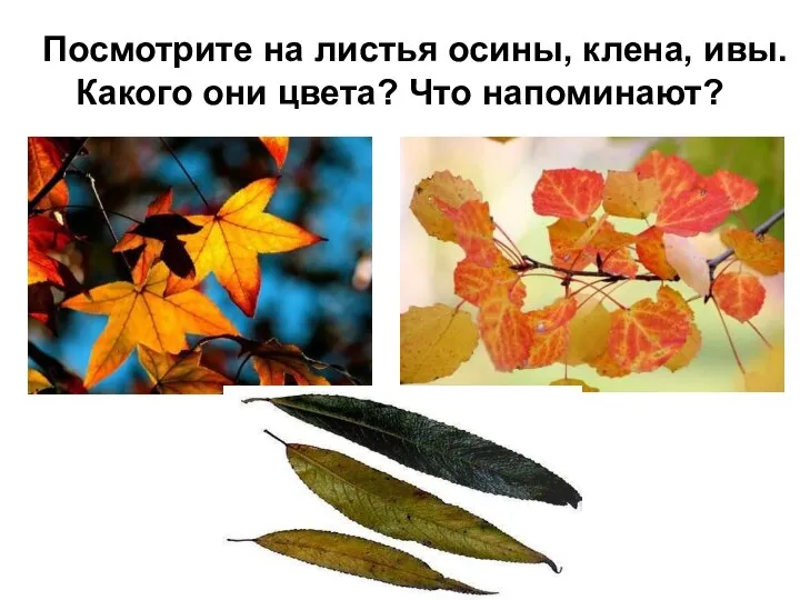 Посмотрите на листья осины, клена, ивы. Какого они цвета? Что напоминают?