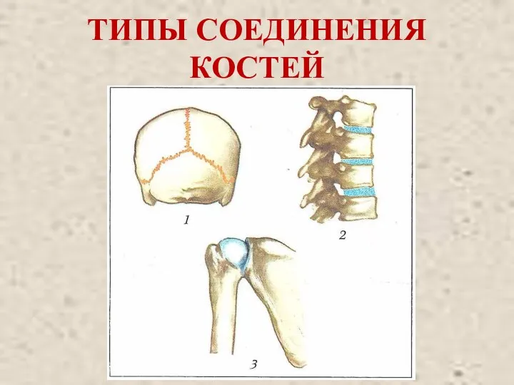 ТИПЫ СОЕДИНЕНИЯ КОСТЕЙ