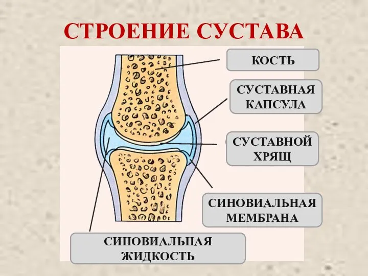 СТРОЕНИЕ СУСТАВА КОСТЬ СУСТАВНАЯ КАПСУЛА СУСТАВНОЙ ХРЯЩ СИНОВИАЛЬНАЯ МЕМБРАНА СИНОВИАЛЬНАЯ ЖИДКОСТЬ