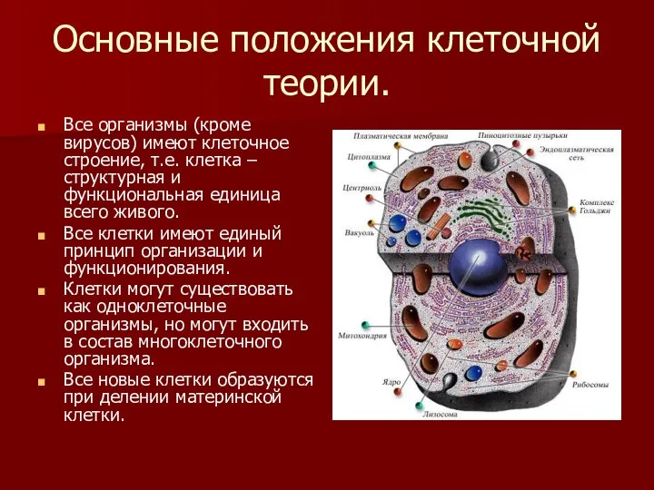 Основные положения клеточной теории. Все организмы (кроме вирусов) имеют клеточное строение,