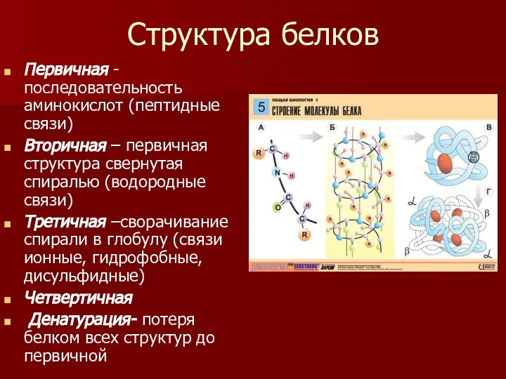 Структура белков Первичная -последовательность аминокислот (пептидные связи) Вторичная – первичная структура