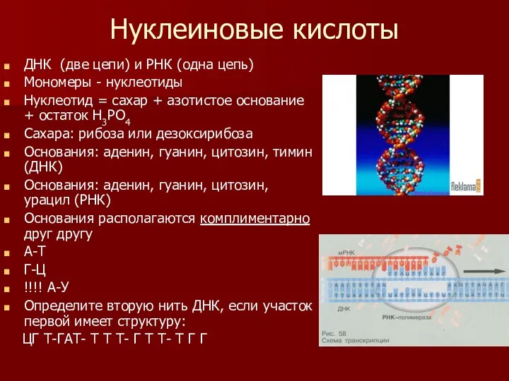 Нуклеиновые кислоты ДНК (две цепи) и РНК (одна цепь) Мономеры -