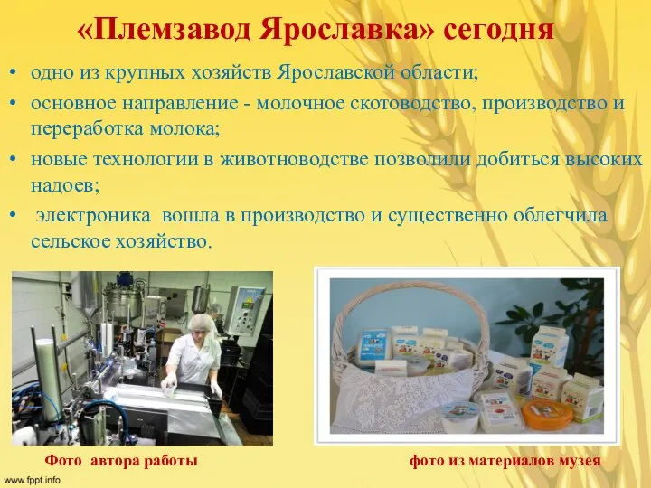 «Племзавод Ярославка» сегодня одно из крупных хозяйств Ярославской области; основное направление