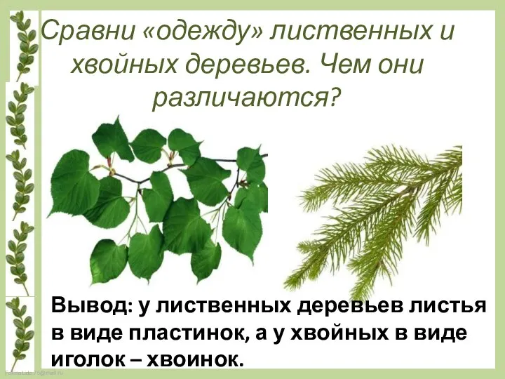 Сравни «одежду» лиственных и хвойных деревьев. Чем они различаются? Вывод: у