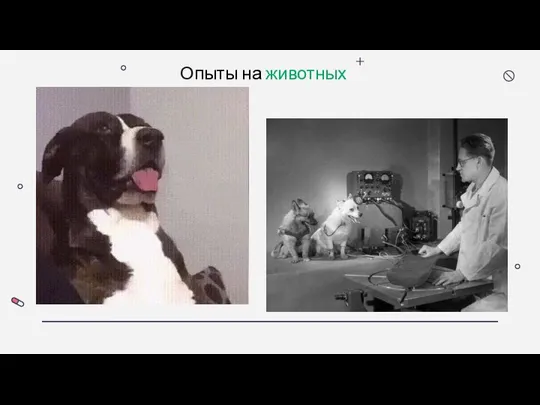 Опыты на животных