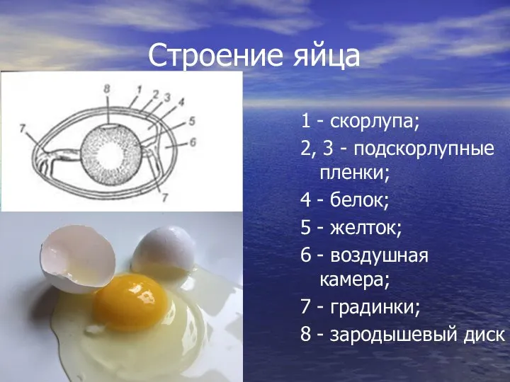 Строение яйца 1 - скорлупа; 2, 3 - подскорлупные пленки; 4