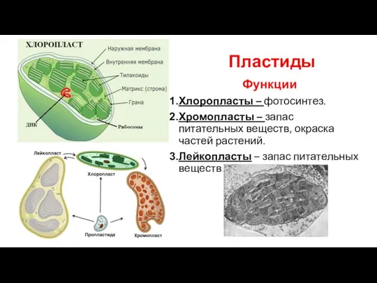 Пластиды Функции Хлоропласты – фотосинтез. Хромопласты – запас питательных веществ, окраска