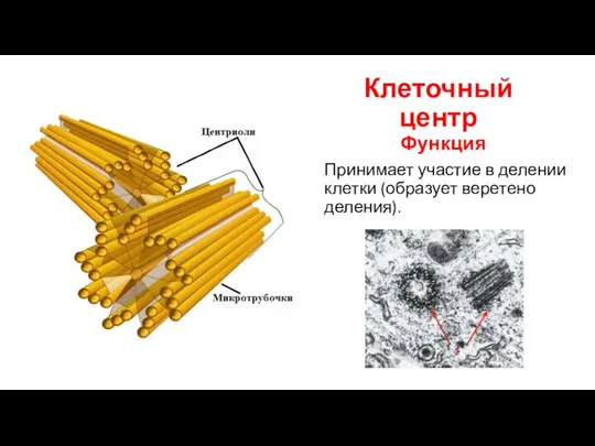 Клеточный центр Функция Принимает участие в делении клетки (образует веретено деления).