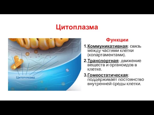 Цитоплазма Функции Коммуникативная: связь между частями клетки (копартаментами). Транспортная: движение веществ