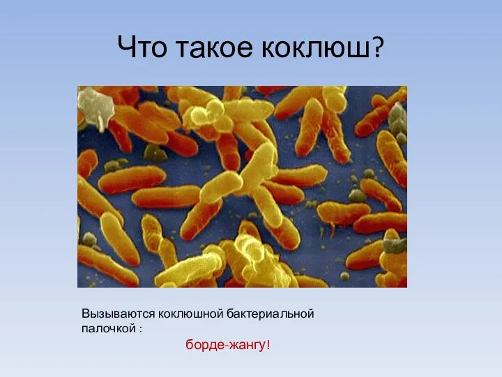 Что такое коклюш? Вызываются коклюшной бактериальной палочкой : борде-жангу!