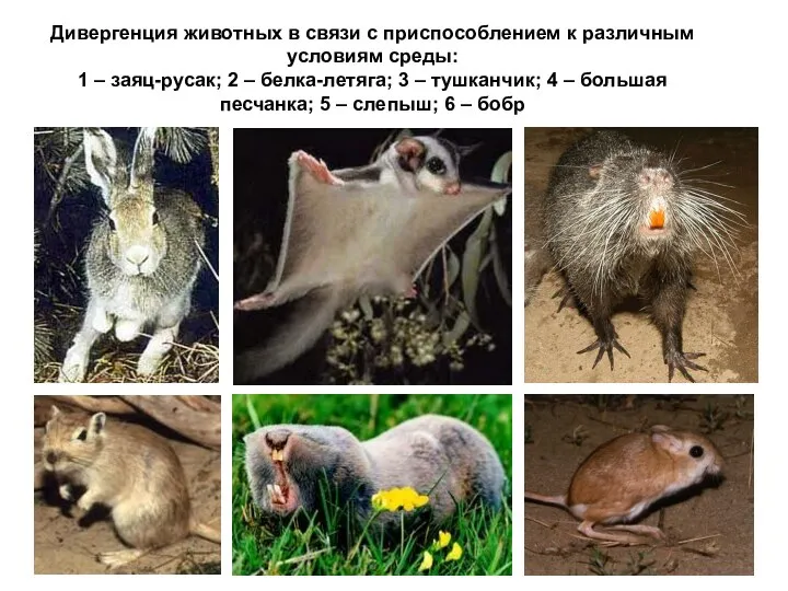 Дивергенция животных в связи с приспособлением к различным условиям среды: 1