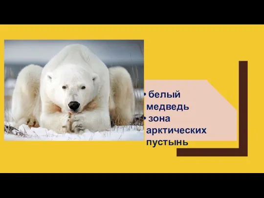 белый медведь зона арктических пустынь