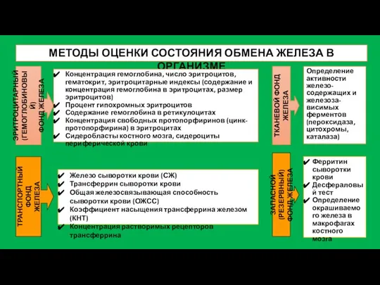 МЕТОДЫ ОЦЕНКИ СОСТОЯНИЯ ОБМЕНА ЖЕЛЕЗА В ОРГАНИЗМЕ ТРАНСПОРТНЫЙ ФОНД ЖЕЛЕЗА ЭРИТРОЦИТАРНЫЙ