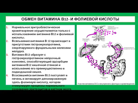 ОБМЕН ВИТАМИНА В12- И ФОЛИЕВОЙ КИСЛОТЫ Нормальное эритробластическое кроветворение осуществляется только