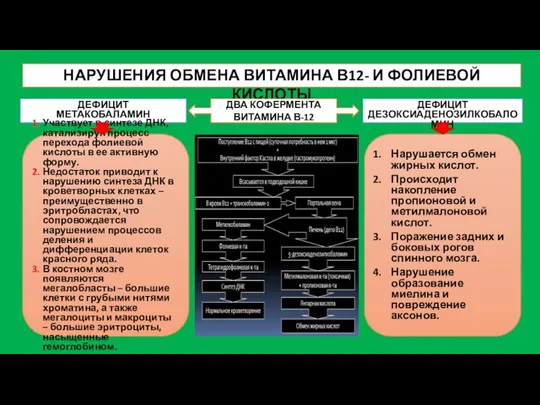 НАРУШЕНИЯ ОБМЕНА ВИТАМИНА В12- И ФОЛИЕВОЙ КИСЛОТЫ ДВА КОФЕРМЕНТА ВИТАМИНА В-12