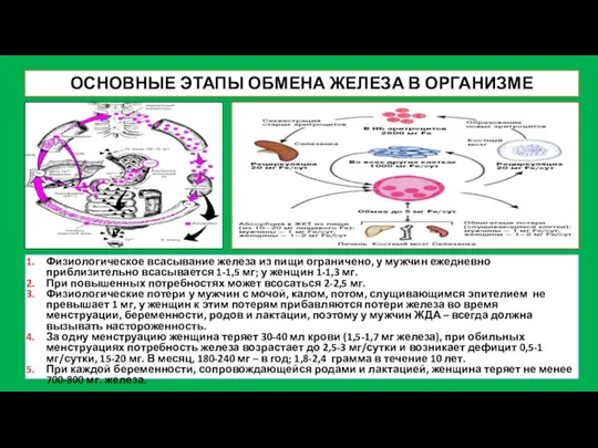 ОСНОВНЫЕ ЭТАПЫ ОБМЕНА ЖЕЛЕЗА В ОРГАНИЗМЕ Физиологическое всасывание железа из пищи