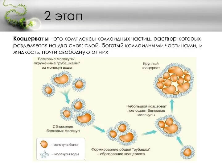 2 этап Коацерваты - это комплексы коллоидных частиц, раствор которых разделяется