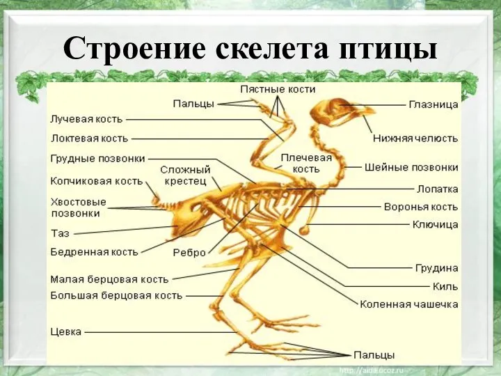 Строение скелета птицы