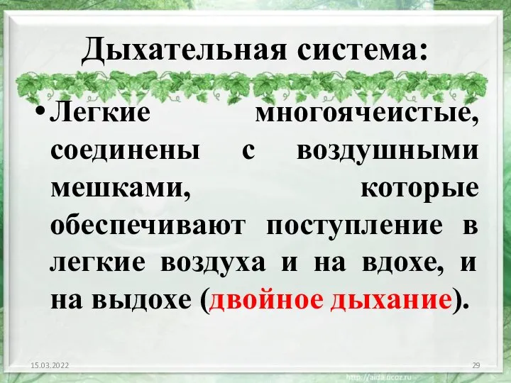 Дыхательная система: Легкие многоячеистые, соединены с воздушными мешками, которые обеспечивают поступление