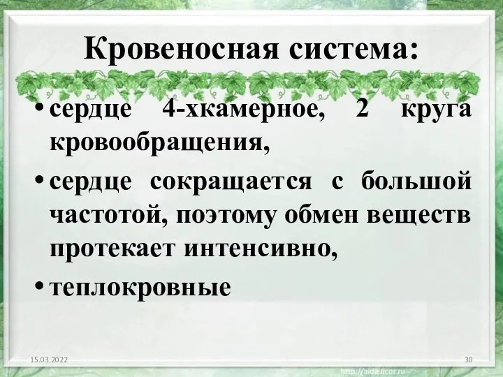 Кровеносная система: сердце 4-хкамерное, 2 круга кровообращения, сердце сокращается с большой